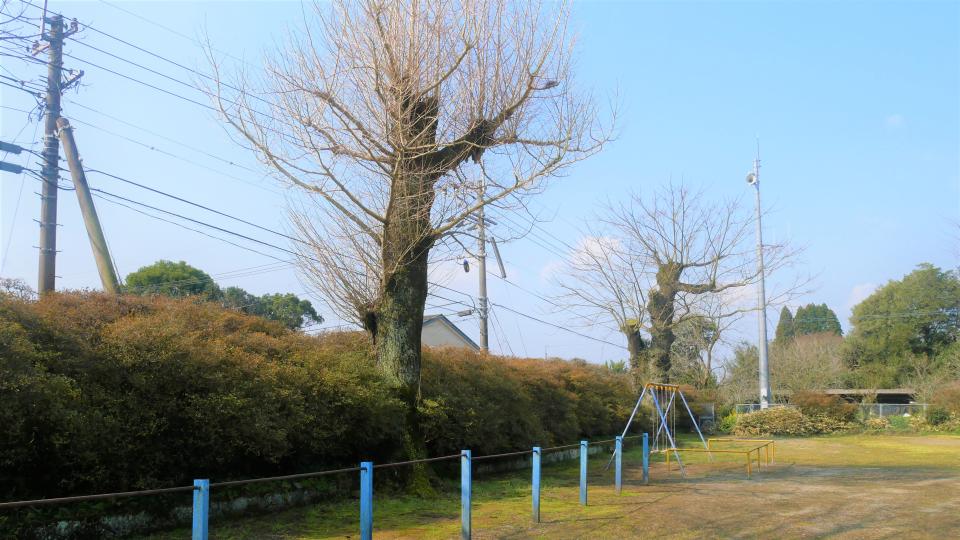 大河平小学校 一族の血潮に染まる大河平ツツジが息づく学校│Harada Office Weblog