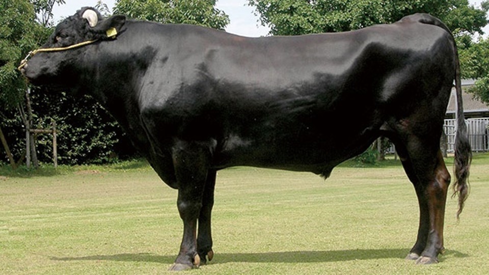 宮崎牛 世界に認知された黒毛和牛ブランド│Harada Office Weblog