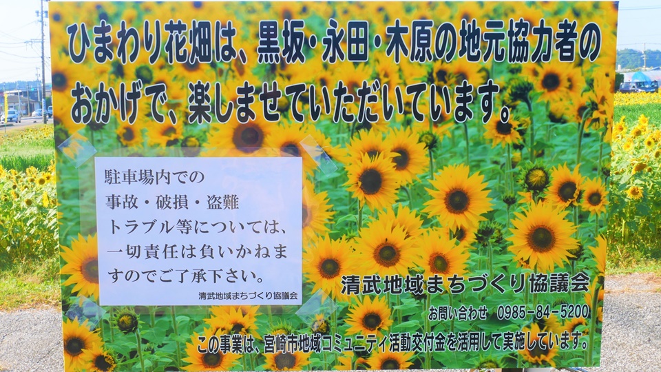 清武ひまわり畑 晩秋になると現れる宮崎学園都市のひまわり畑 Harada Office Weblog